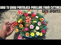 How To Grow Portulaca/Purslane From Cuttings(Full Updates)