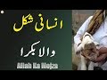 Insani Shakal Wala Bakra Allah Ka Mojza