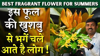 इस फूल की खुशबु से भगें चले आते है लोग || Best Fragrant Flower for Summers | Swarn/Vatt/Hari Champa