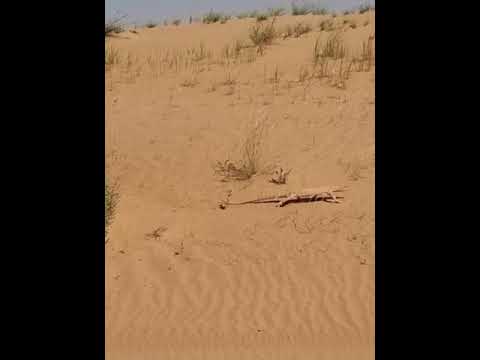 Monitor Lizard-Wildlif-Wildlife in Desert-Dubai Desert Conservation Reserve-info with sagar