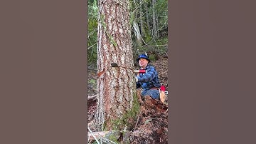 Wedging Over a Big Fir Tree! #shorts