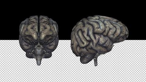 Brain - Rotten - Spinning Loop - Alpha channel