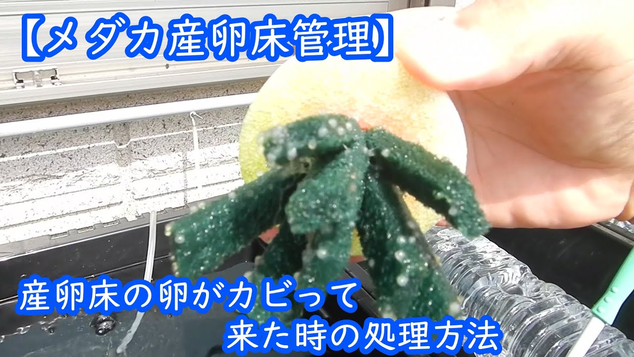 メダカ産卵床管理 産卵床の卵がカビって来た時の処理方法 Youtube メダカ産卵床管理 産卵床の卵がカビって来た時の処理方法 Youtube
