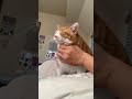 噛むんかい！ #かわいい猫 #cat #元野良猫ころちゃん #保護猫