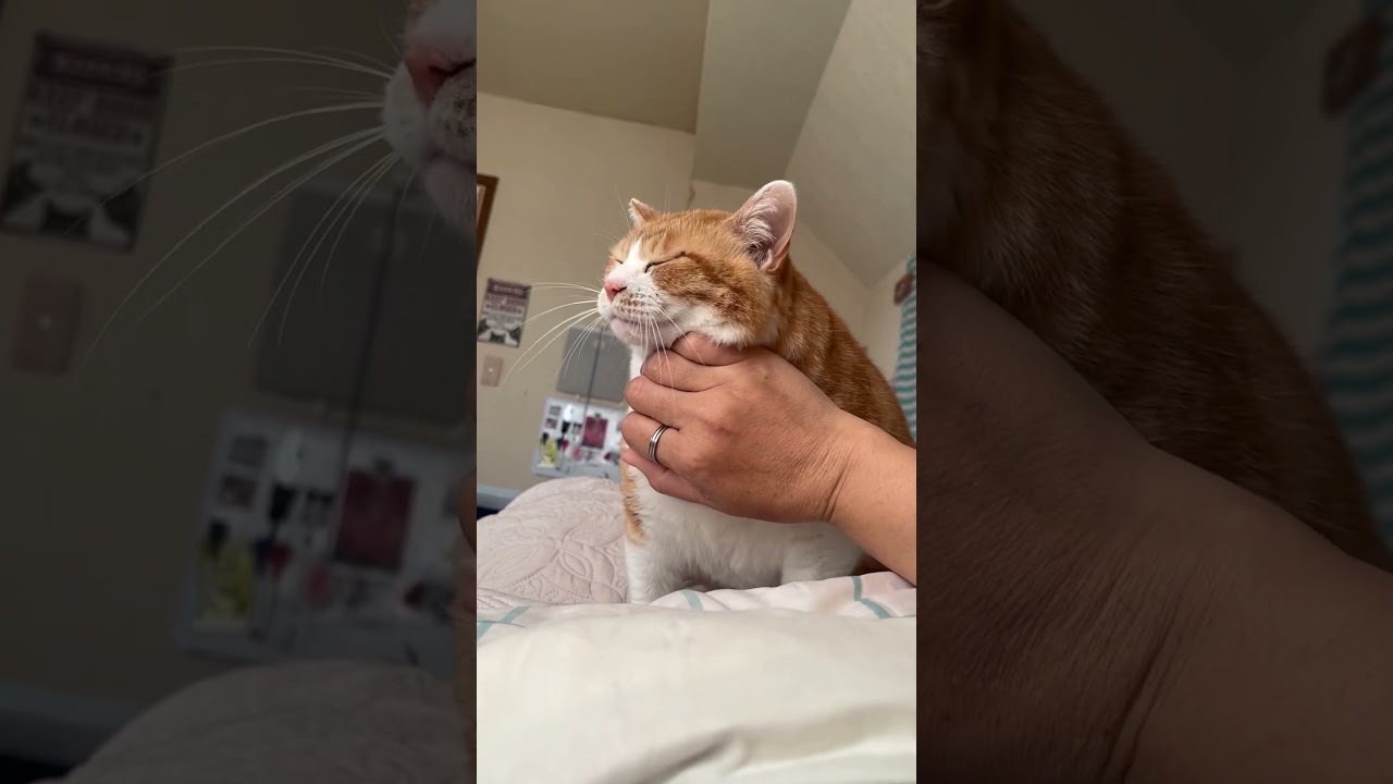噛むんかい！ #かわいい猫 #cat #元野良猫ころちゃん #保護猫