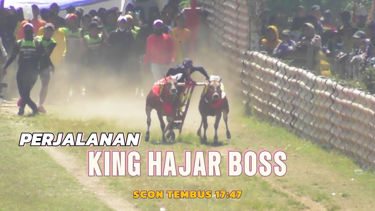 Begini perjalanan king hajar boss hingga meraih juara 🥇 dibagian menang