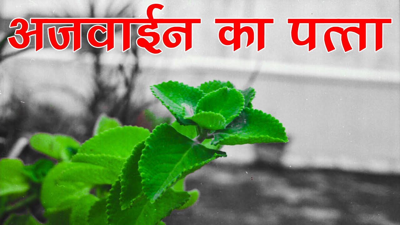 अजवाईन के पत्ते के स्वास्थ्यवर्धक फायदे health benefits of ajwain