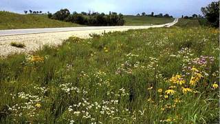 A Place For Prairie -- Roadsides