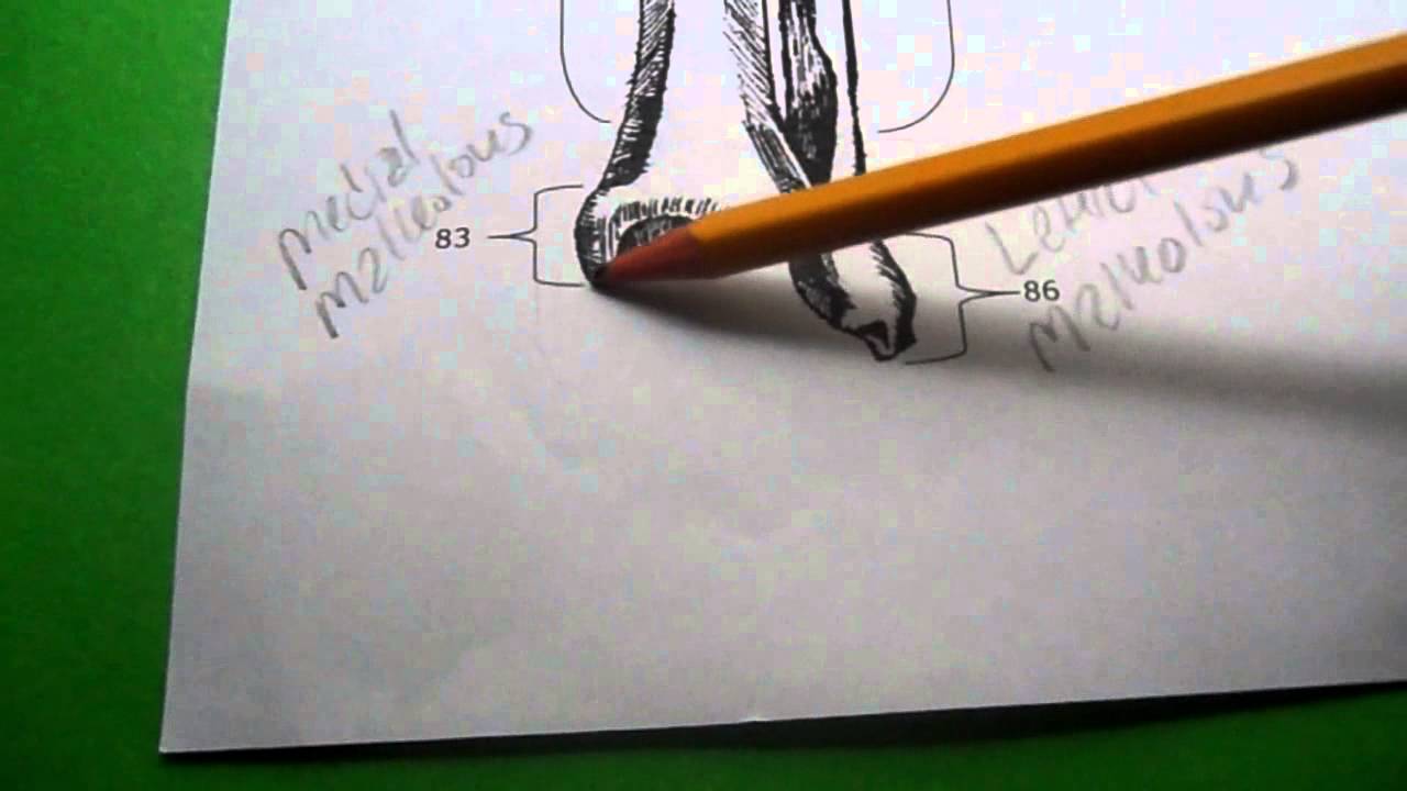 ASMR - Soft Spoken Bones, help me study! #3