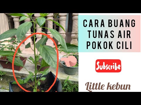 Video: Jenis Pokok Oak - Ketahui Mengenai Pelbagai Varieti Pokok Oak