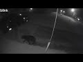 Black bear spotted roaming suburban neighborhood in southern Michigan