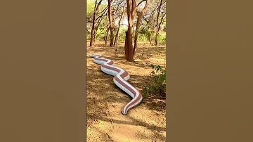 Anaconda Snake Attack 3 P6 #shorts #snake #python #snakes #nagin #anaconda #bigsnake #anacondasnake