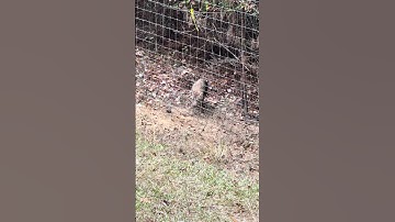 Been a busy week removing coyotes from a property! #wildlife #coyote #trapping #yotepatrol #songdog