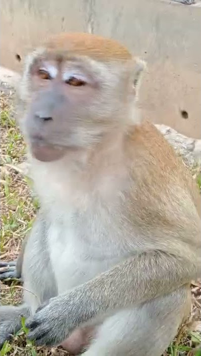 Monyet menunggu simpati orang