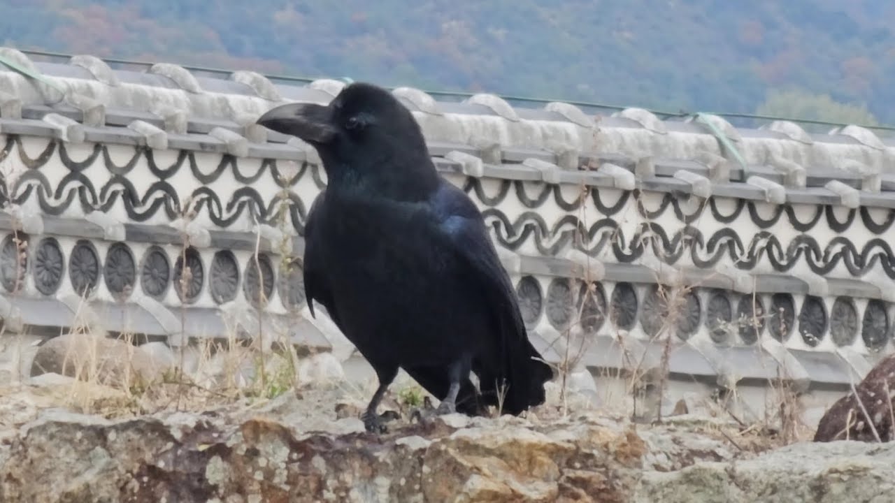 Большеклювая ворона