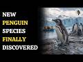 Scientists Discover Hidden Penguin Species After 300,000 Years | WION Podcast