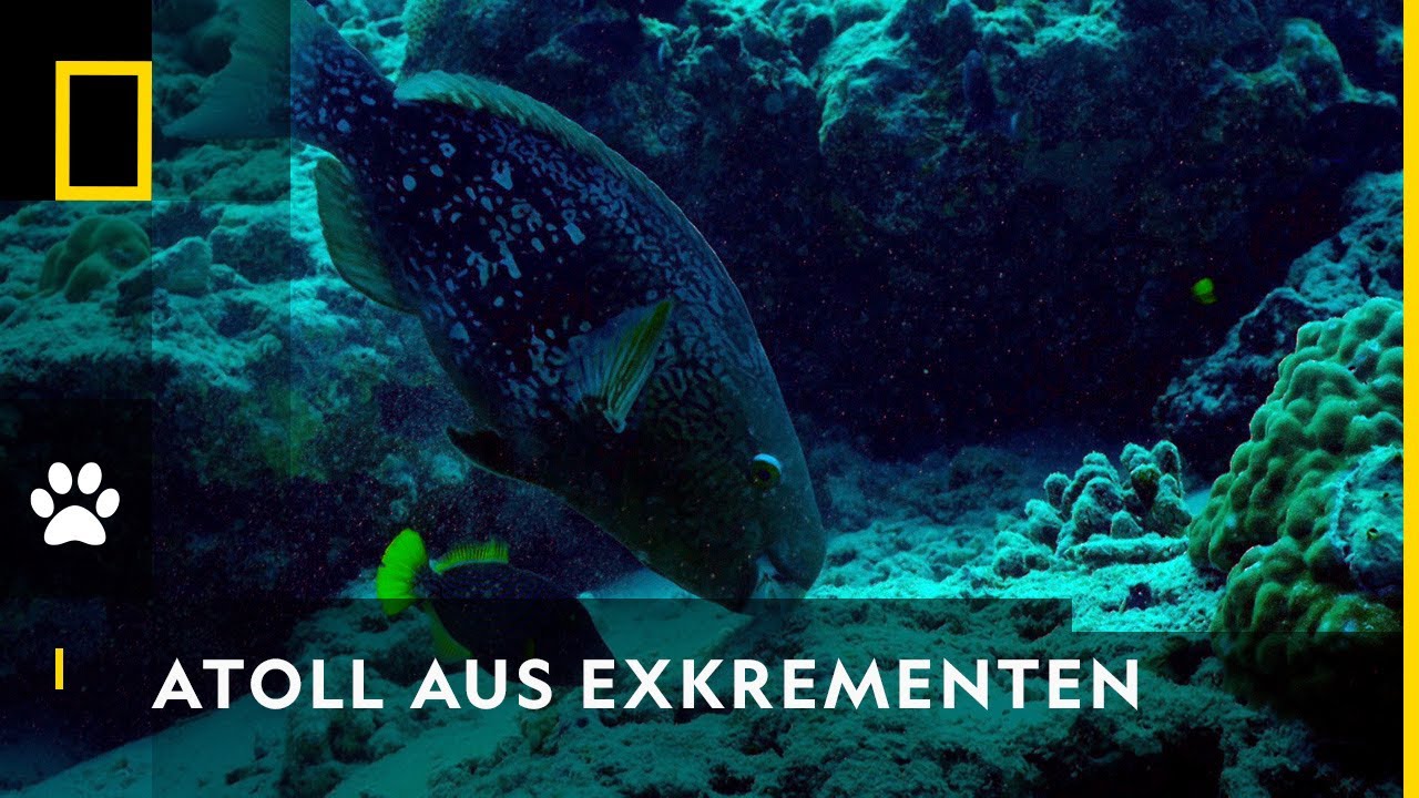 Papageifische schaffen sich eigene Atolle | One Strange Rock - YouTube