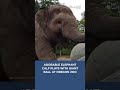 Adorable elephant calf plays with giant ball 🐘 #elephant #animals #oregon