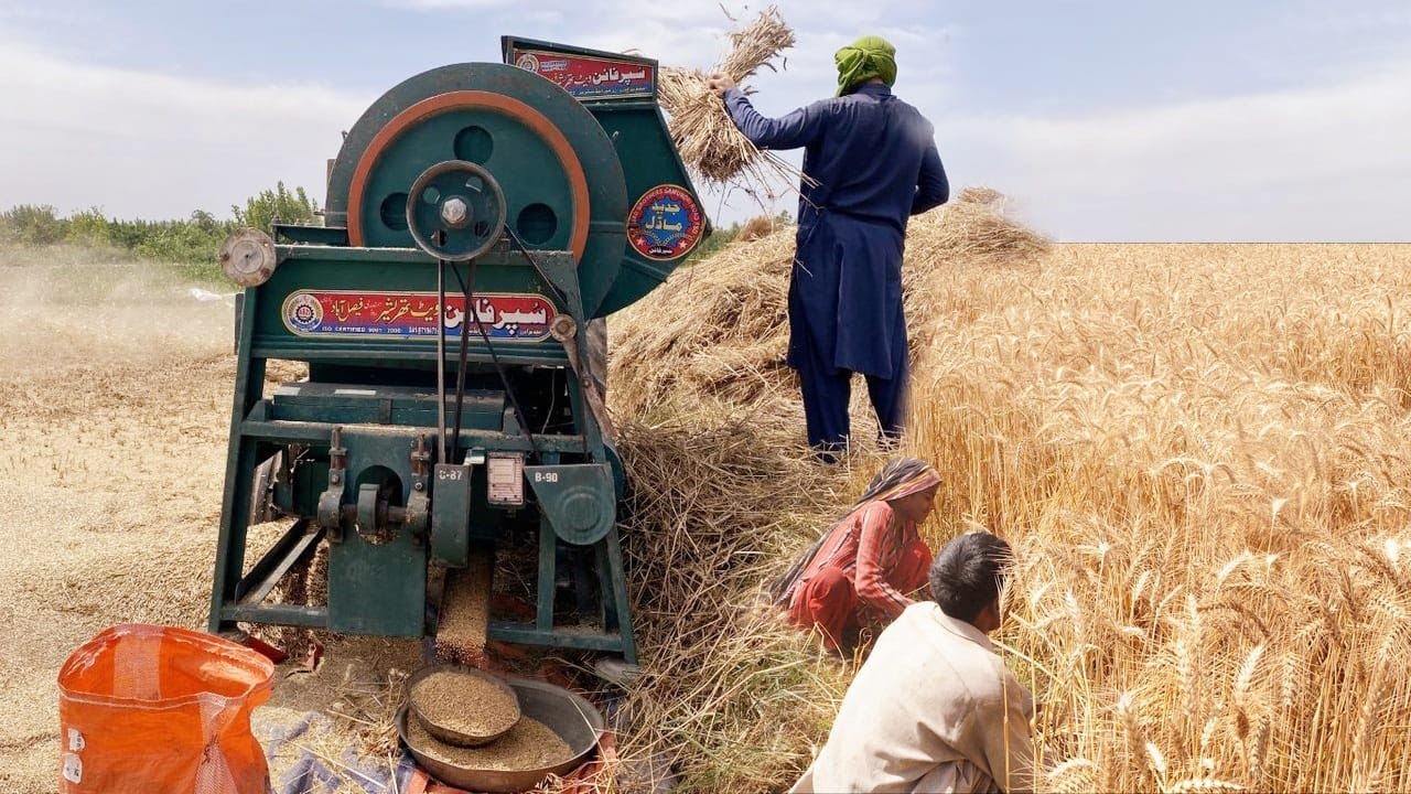 Wheat Harvesting Method | Village Life Pakistan