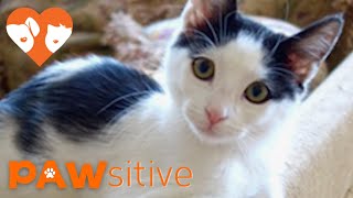 Unstoppable Kitten Refuses to Listen to Doctors Defying The Odds | PAWsitive 🧡 by PAWsitive 109,157 views 7 years ago 3 minutes, 1 second