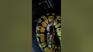 Ball Python Eating Part 2 of 2