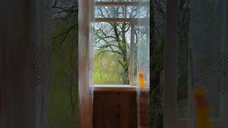 Gədəbəy Rayonu, Şınıx Kəndi 15.04.2025