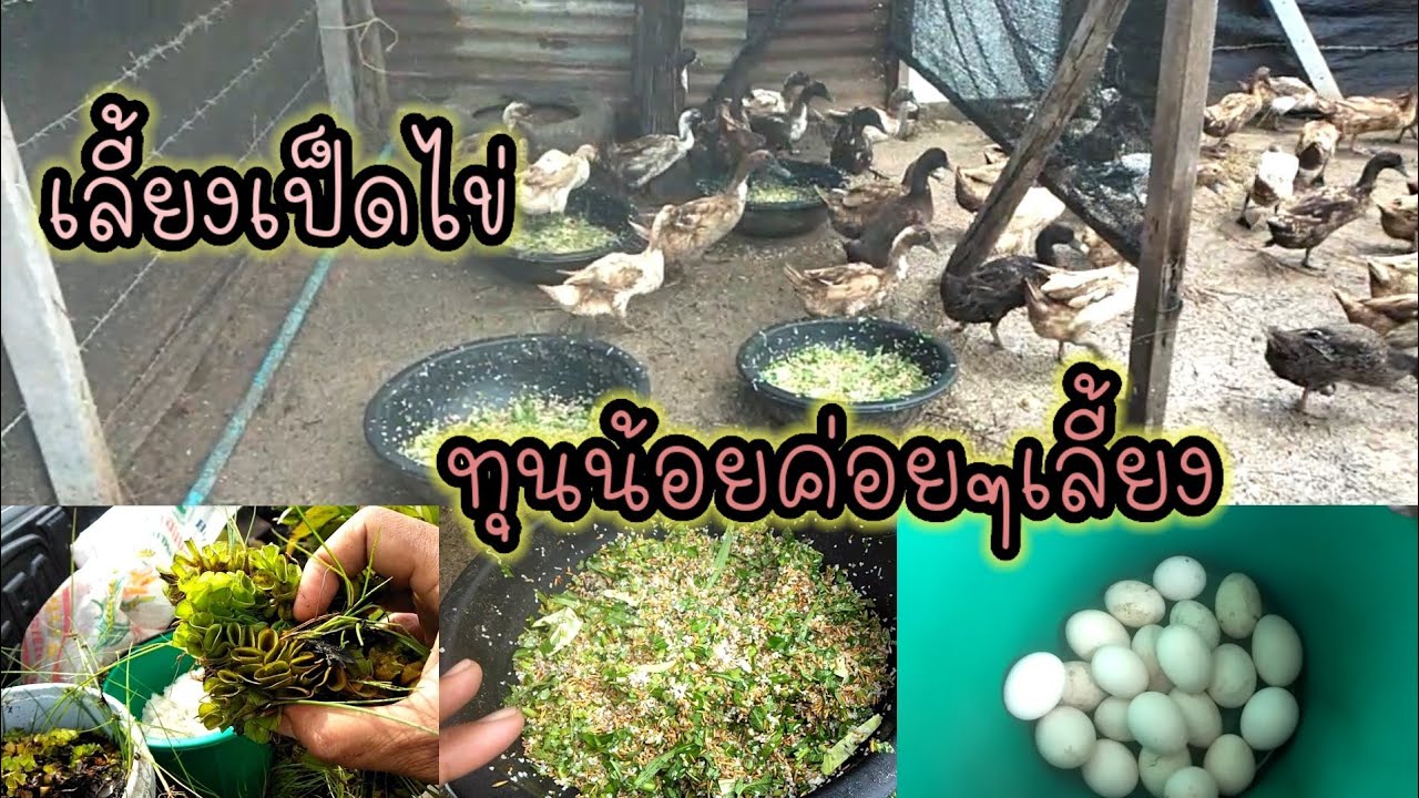 มือใหม่หัดเลี้ยงเป็ดep.29 เลี้ยงเป็ดไข่ทุนน้อยค่อยๆเลี้ยงจอกผักตบชวาผักบุ้งอาหารเสริมเพิ่มเติมทุกวัน