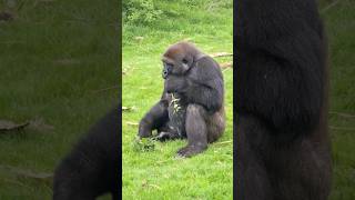 Not Recommended To Try Yourself, Here Are Some Nettle Eating Techniques! #Gorilla #Asmr #Nettles