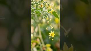 Stop tomato flower drop with this simple fix 🍅 #tomatoflowers #backyardgardeningusa #tomato