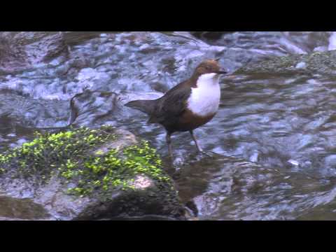 Dipper    -  Cinclus  cinclus (gularis)