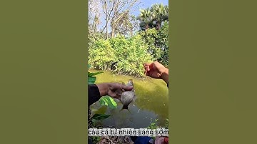 Câu cá tự nhiên sáng sớm xem có gì #cauca #fishing #caucathugian #câucá