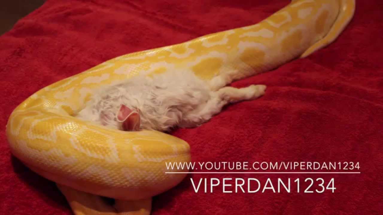 10FT BURMESE PYTHON EATING A RABBIT - YouTube