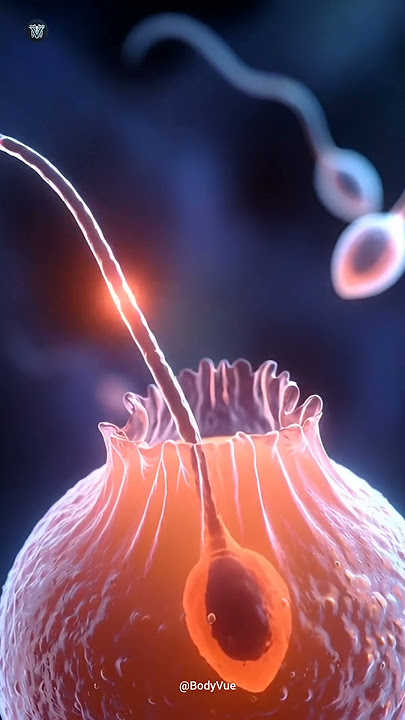 THE MOMENT! Sperm Meets Egg (Microscopic 3D View)#fertilityjourney #fertilization
