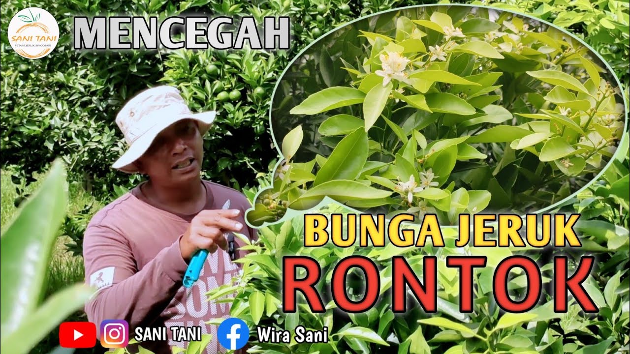 MENCEGAH BUNGA JERUK AGAR TIDAK RONTOK