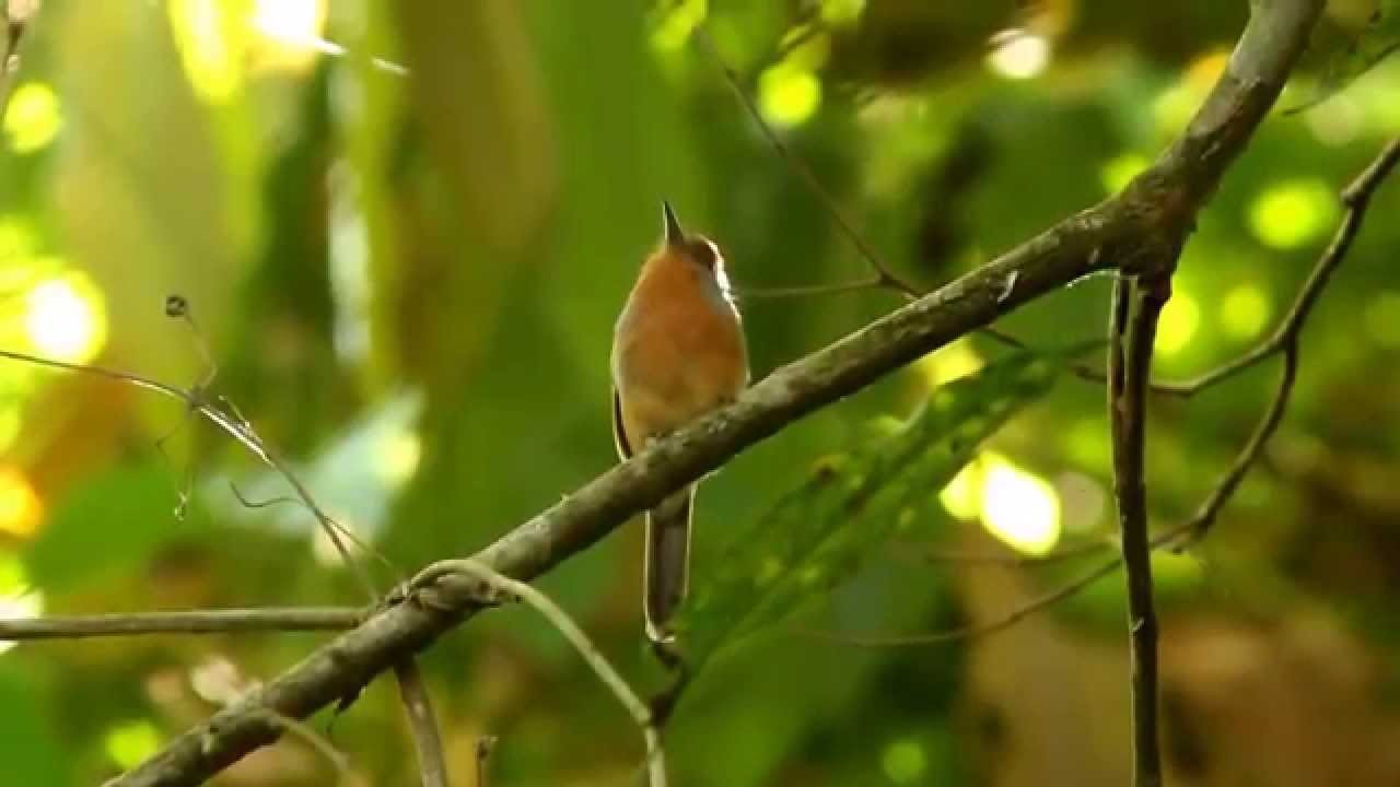 Rufous-capped Nunlet (Nonnula ruficapilla) - Freirinha-de-coroa-castanha