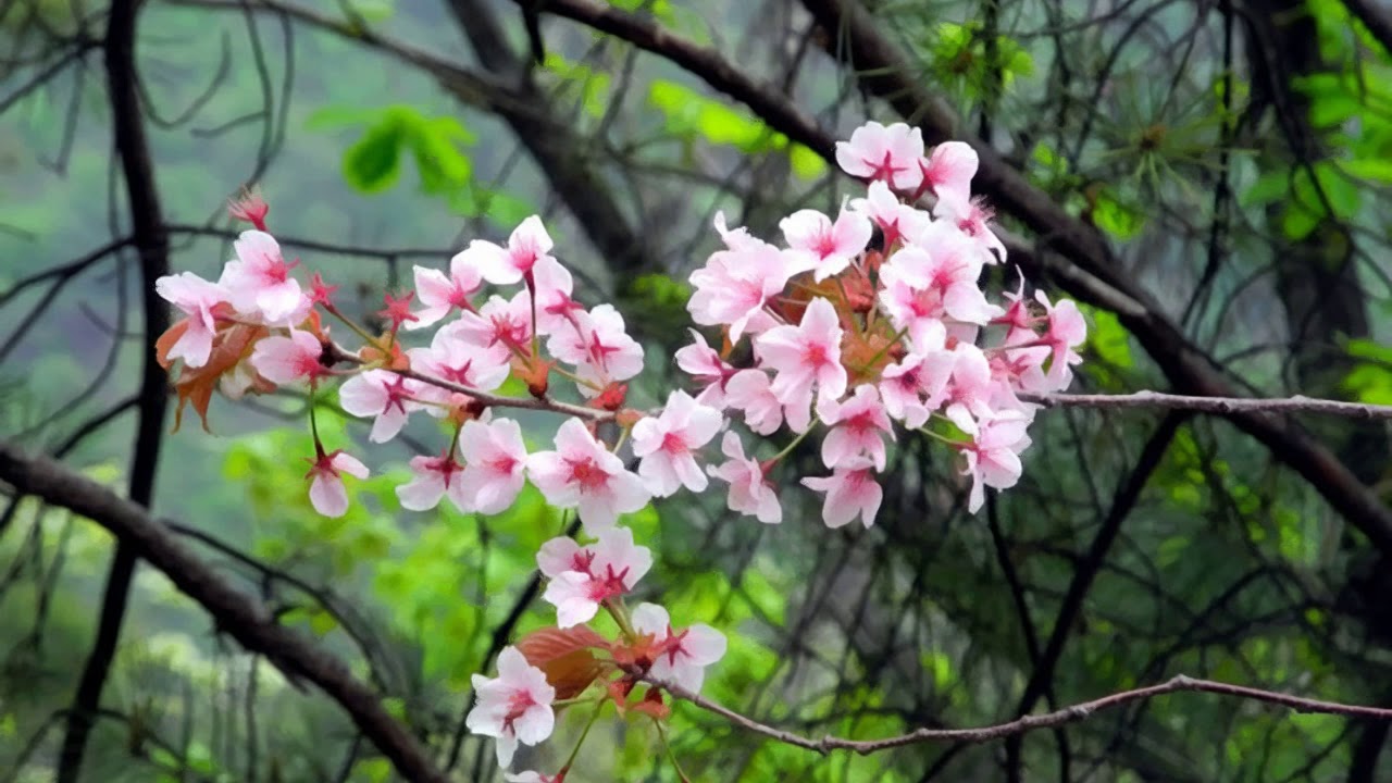 GarageBand song 235 (piano, classic simple pad, dark heavy bass) YouTube