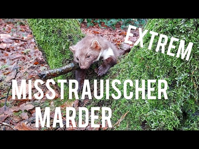 Extrem vorsichtigen Marder gefangen! / Trichter an der Falle