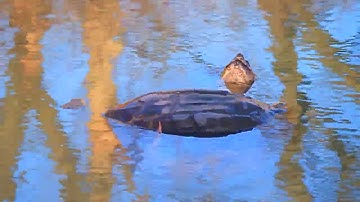Snapping Turtles Mating Part 1