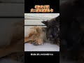 母無き子猫犬二頭の親代わり # 可愛いペット #猫 #犬