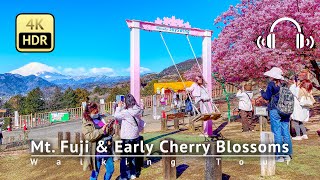 Japan  Mt. Fuji & Early Cherry Blossoms: The best spot near Tokyo! [4K/HDR/Binaural]