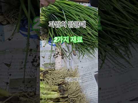 파김치 담글때 매실청 설탕 넣지마세요 #집밥 #건강정보 이것2가지