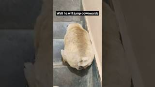 Bro took less time jumping down the stairs pt 2 is here guys #shorts #ytshorts #dog #pug #dogs Bro took less time jumping down the stairs pt 2 is here guys #shorts #ytshorts #dog #pug #dogs