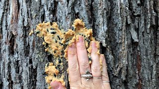 Bark Butter for Backyard Birds