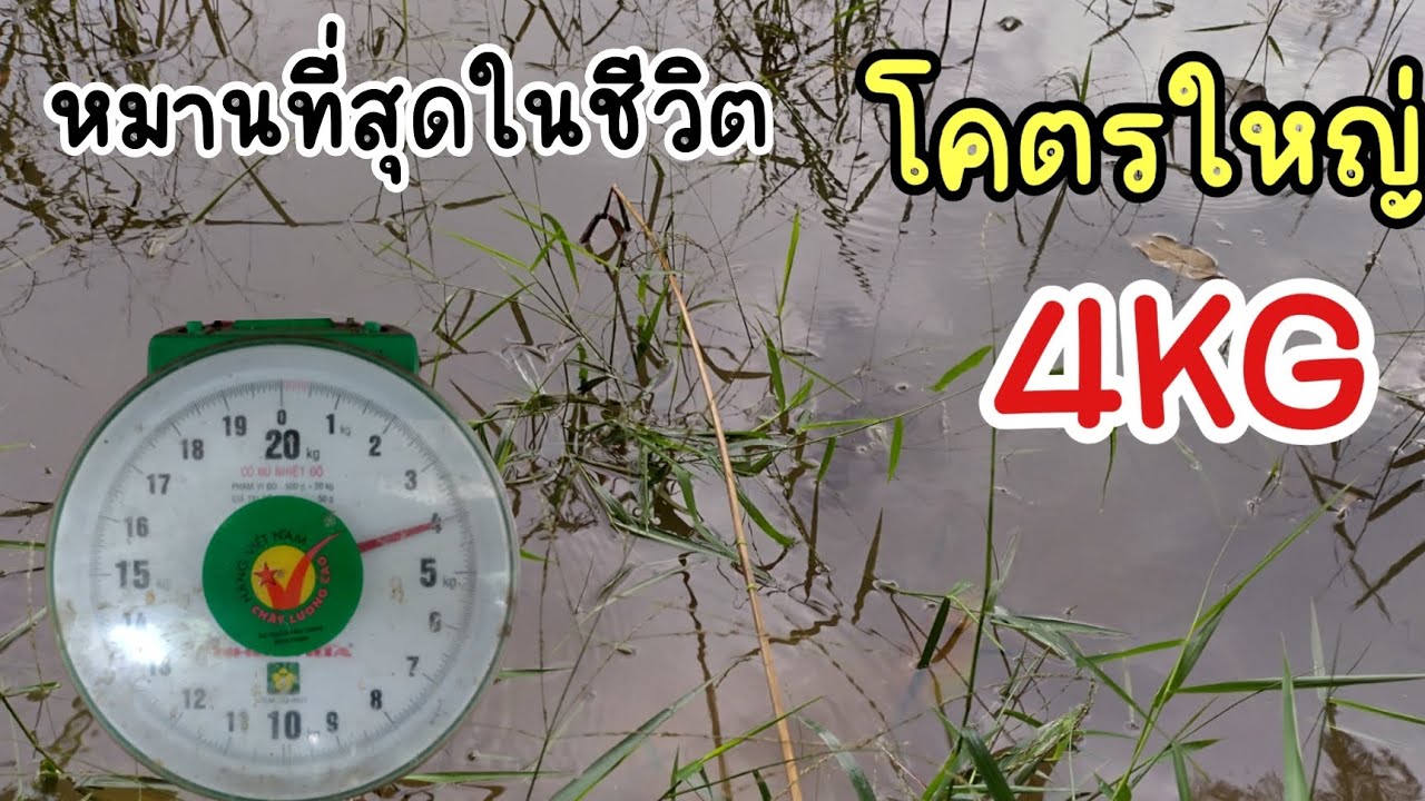 Насадил наживку на новый крабовый крючок и поймал большую змееголовку весом в 1 кг. Вытащил и оба...