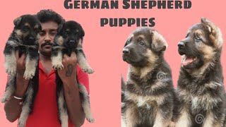 #germanshepherd#German Shepherd double coat Or medium coat puppies available in cuttack Odisha?