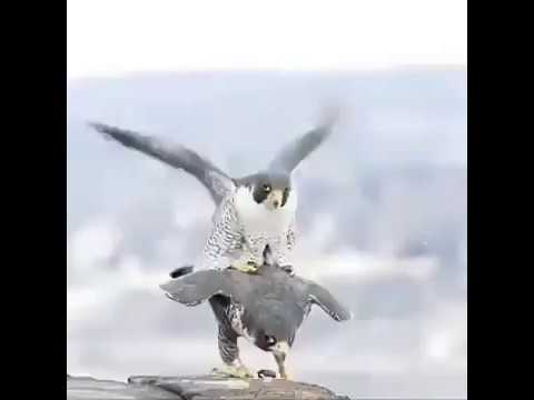 Ø´Ø§Ù‡Ø¯ Ø·Ø±ÙŠÙ‚Ø© ØªØ²Ø§ÙˆØ¬ Ø§Ù„ØµÙ‚ÙˆØ± Falcons Mating Youtube