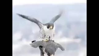 شاهد طريقة تزاوج الصقور  Falcons mating