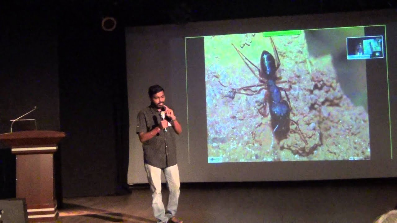 Identifying common ants: Pronoy Baidya