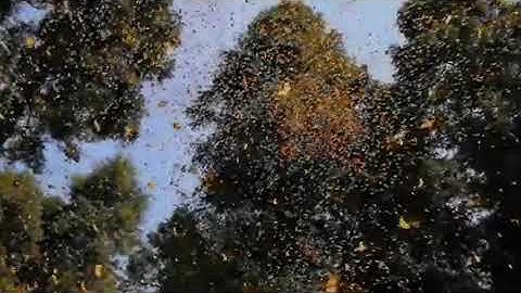 (إنا أنزلناه فى ليله القدر )  تلاوه رائعه لفضيله الشيخ محمد صديق المنشاوى رحمه الله