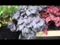 Potted Heuchera collection